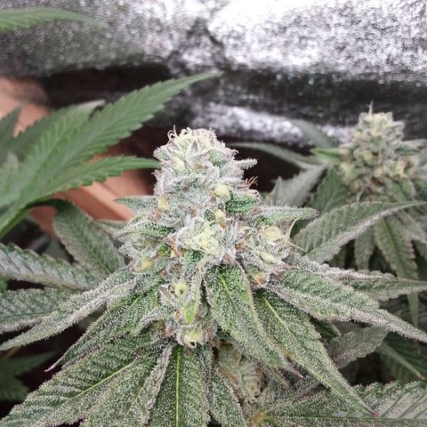 White Truffle #2 growlog timeline photo