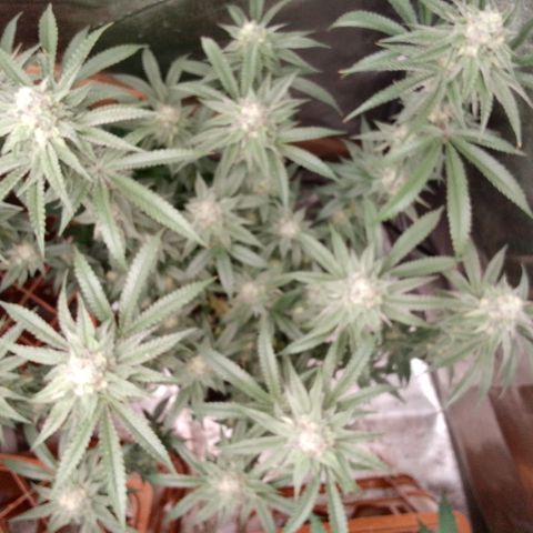 White Truffle #2 growlog timeline photo