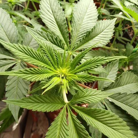 Rainbow Sherb growlog timeline photo