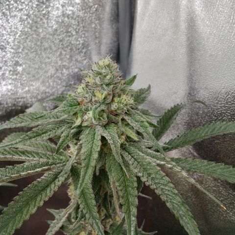 White Truffle #2 growlog timeline photo
