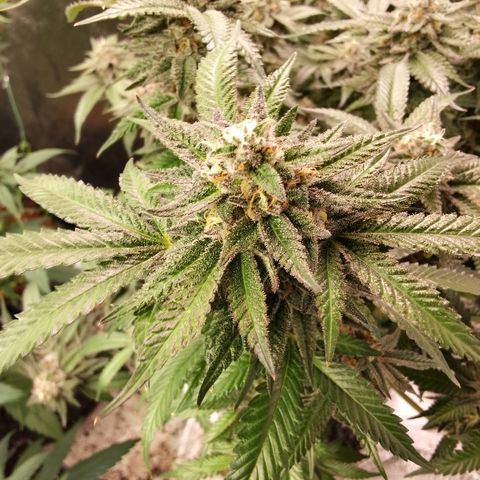 Chop og #1 growlog timeline photo