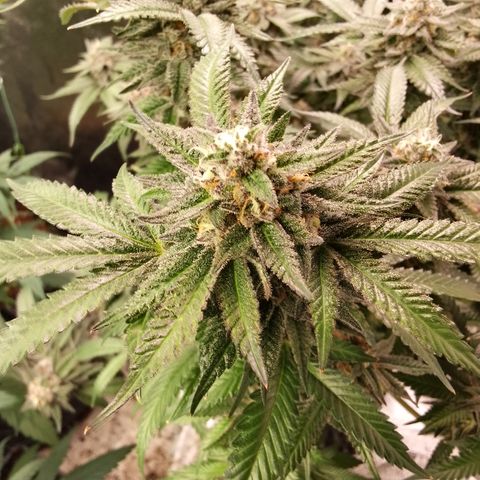 Chop og #1 growlog timeline photo