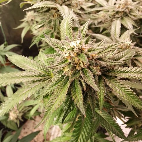 Chop og #1 growlog timeline photo