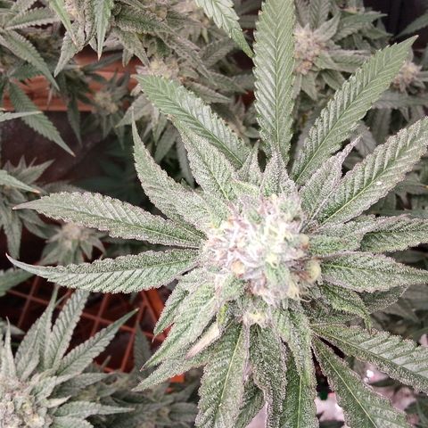White Truffle #2 growlog timeline photo