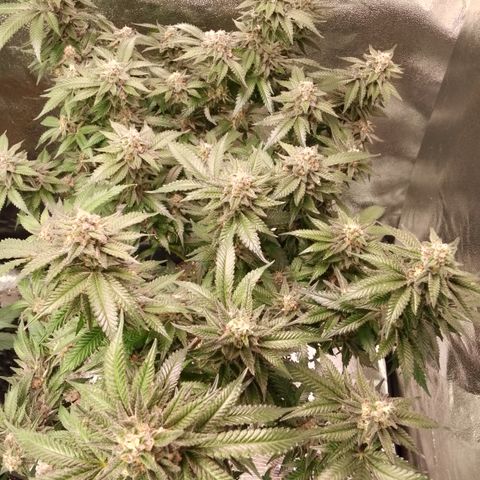 Chop og #1 growlog timeline photo