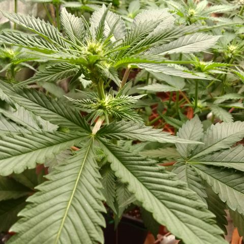 Rainbow Sherb growlog timeline photo