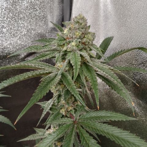 White Truffle #2 growlog timeline photo
