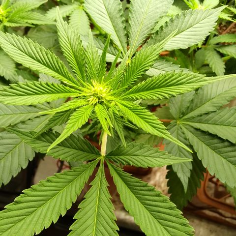 Rainbow Sherb growlog timeline photo
