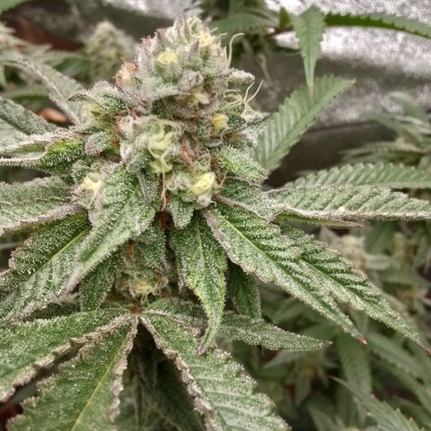 White Truffle #2 growlog timeline photo