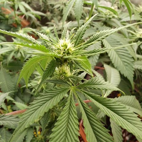 Rainbow Sherb growlog timeline photo