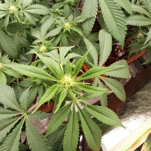 Rainbow Sherb growlog timeline photo