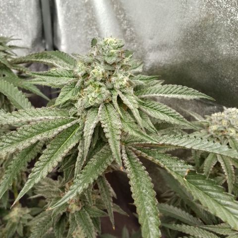 White Truffle #2 growlog timeline photo