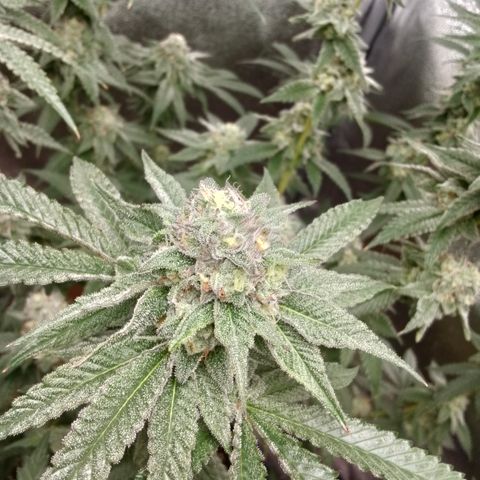 White Truffle #2 growlog timeline photo
