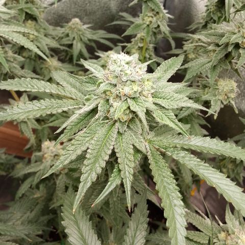 White Truffle #2 growlog timeline photo