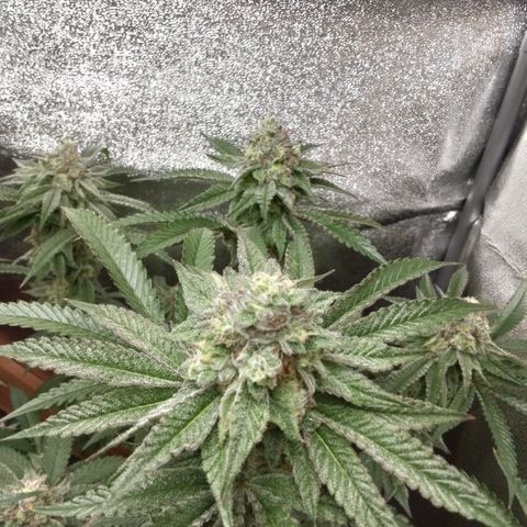 White Truffle #2 growlog timeline photo