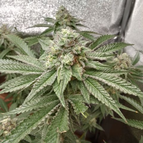 White Truffle #2 growlog timeline photo