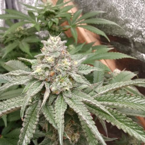 White Truffle #2 growlog timeline photo