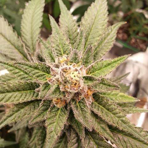 Chop og #1 growlog timeline photo