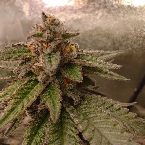 Chop og #1 growlog timeline photo