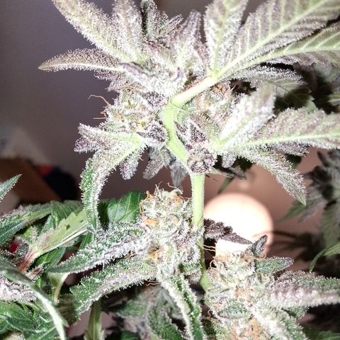 Chop og #1 growlog timeline photo