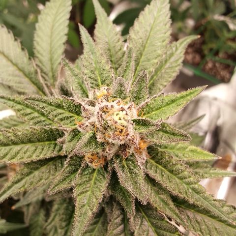 Chop og #1 growlog timeline photo