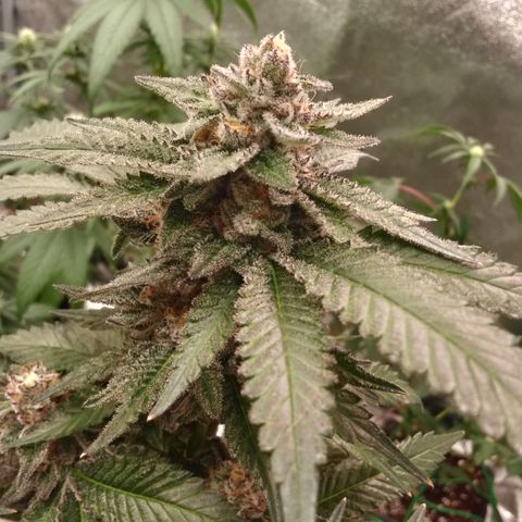 Chop og #1 growlog timeline photo