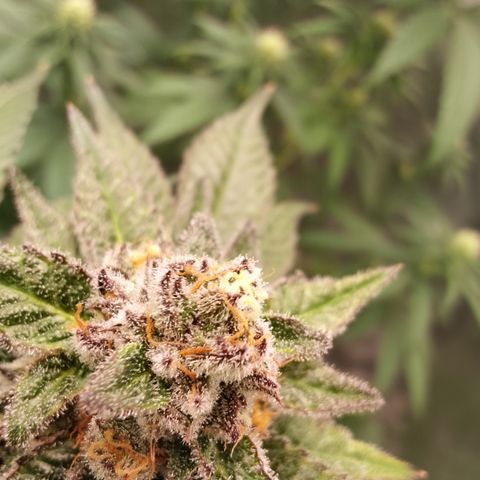 Chop og #1 growlog timeline photo