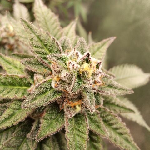 Chop og #1 growlog timeline photo