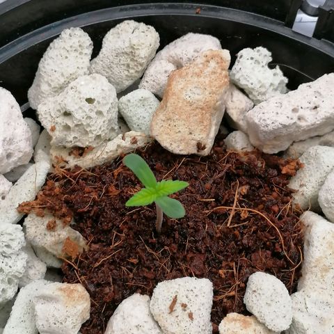 Gorilla auto growlog timeline photo
