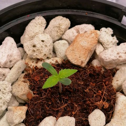 Gorilla auto growlog timeline photo
