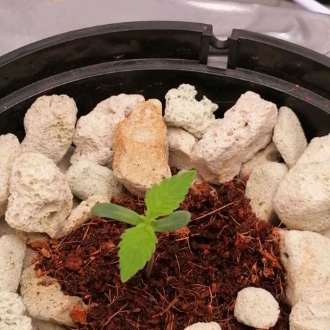 Gorilla auto growlog timeline photo
