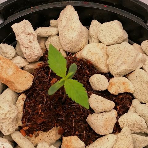 Gorilla auto growlog timeline photo
