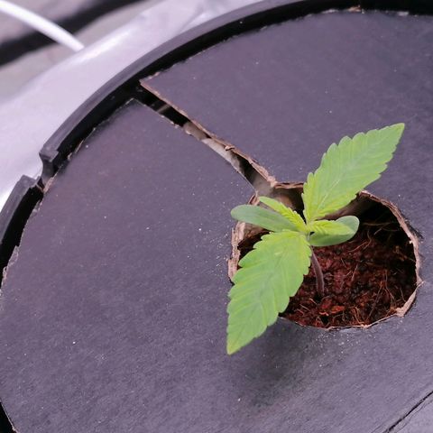 Gorilla auto growlog timeline photo