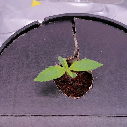 Gorilla auto growlog timeline photo