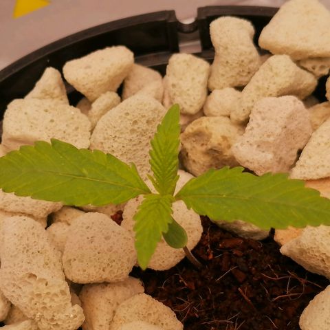 Gorilla auto growlog timeline photo