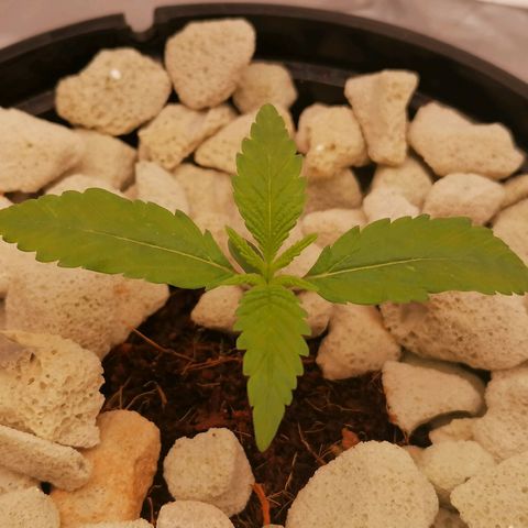 Gorilla auto growlog timeline photo