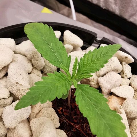 Gorilla auto growlog photo: Вечером