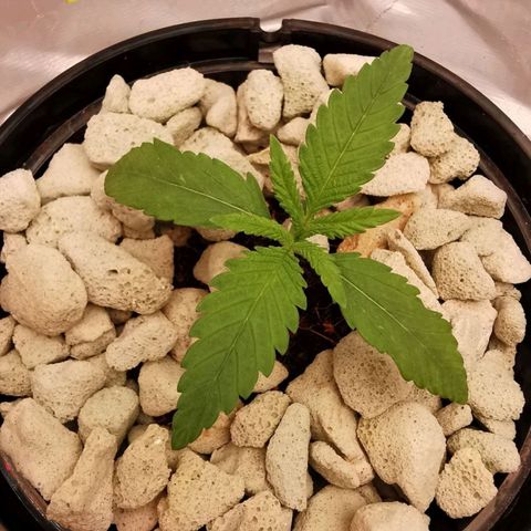 Gorilla auto growlog timeline photo