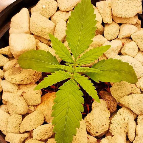 Gorilla auto growlog timeline photo