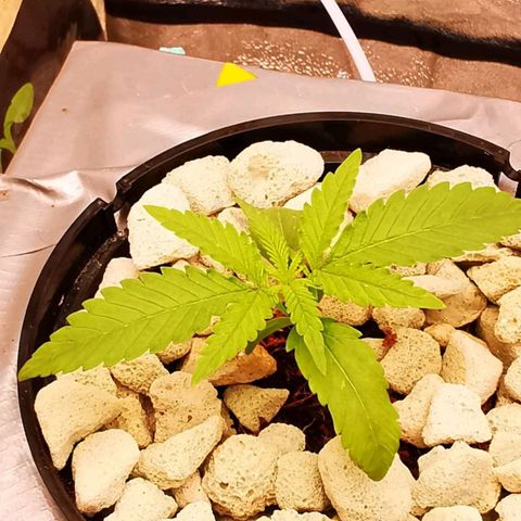 Gorilla auto growlog timeline photo