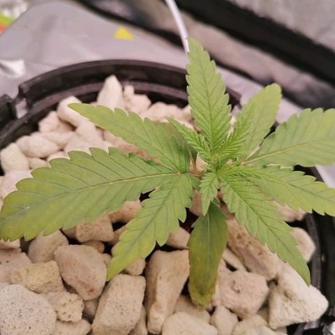 Gorilla auto growlog timeline photo