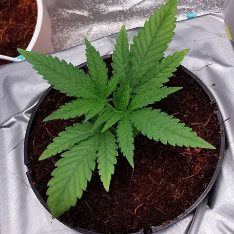 Gorilla auto growlog timeline photo