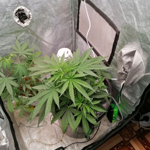 Gorilla auto growlog timeline photo