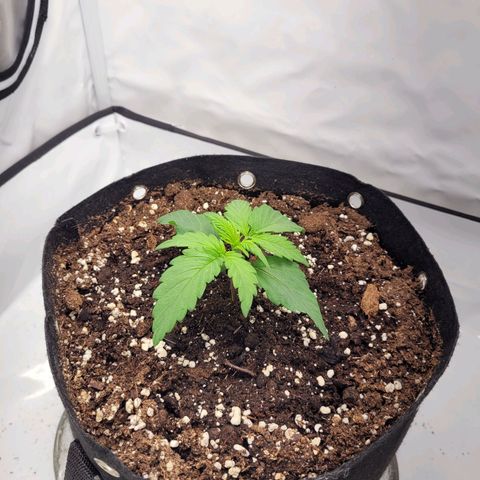 Moby Dick Auto growlog timeline photo