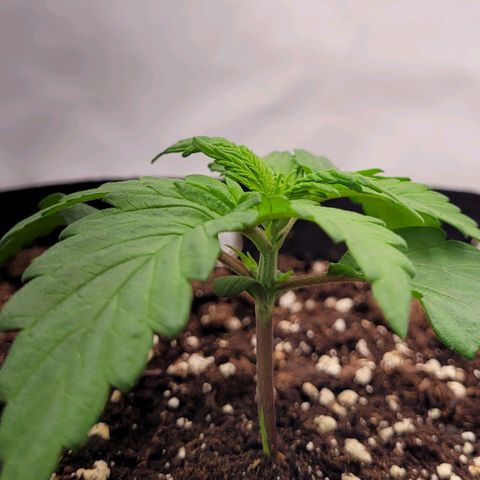 Moby Dick Auto growlog timeline photo