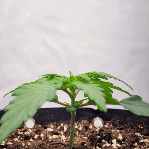 Moby Dick Auto growlog timeline photo