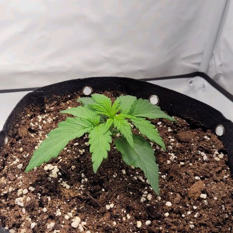 Moby Dick Auto growlog timeline photo