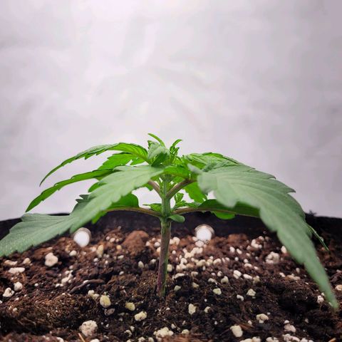 Moby Dick Auto growlog timeline photo