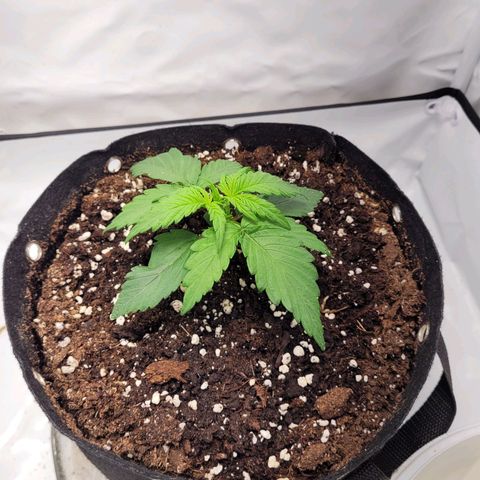 Moby Dick Auto growlog timeline photo