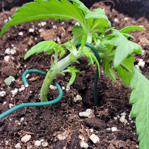 Moby Dick Auto growlog timeline photo